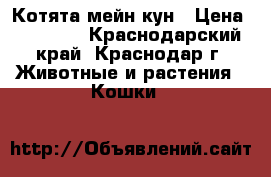 Котята мейн-кун › Цена ­ 12 000 - Краснодарский край, Краснодар г. Животные и растения » Кошки   